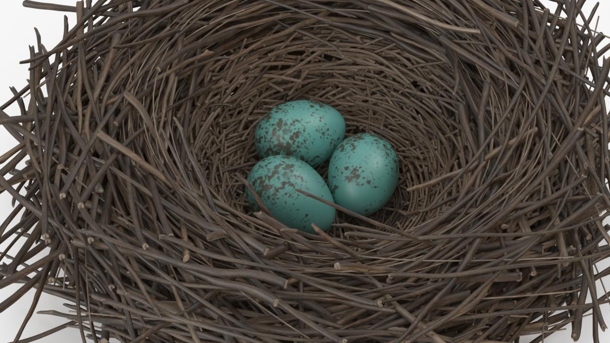 Bird Nest with Eggs 3D model