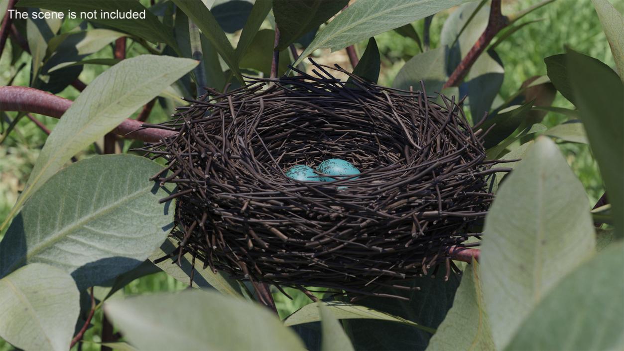 Bird Nest with Eggs 3D model