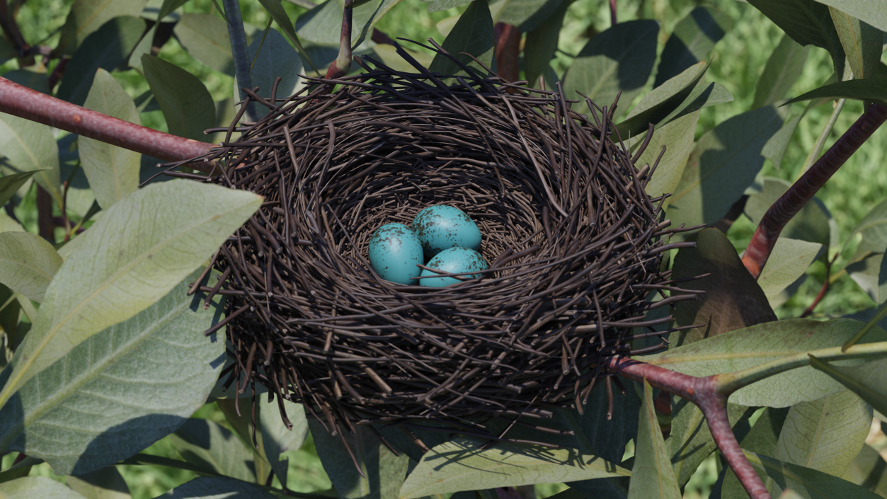 Bird Nest with Eggs 3D model