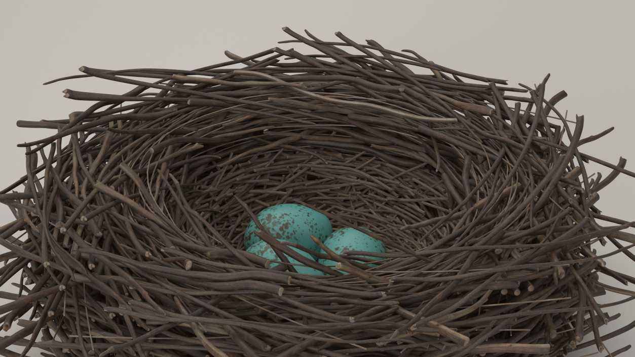 Bird Nest with Eggs 3D model