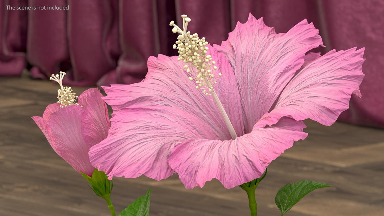 3D Flowering Hibiscus Stem Pink model