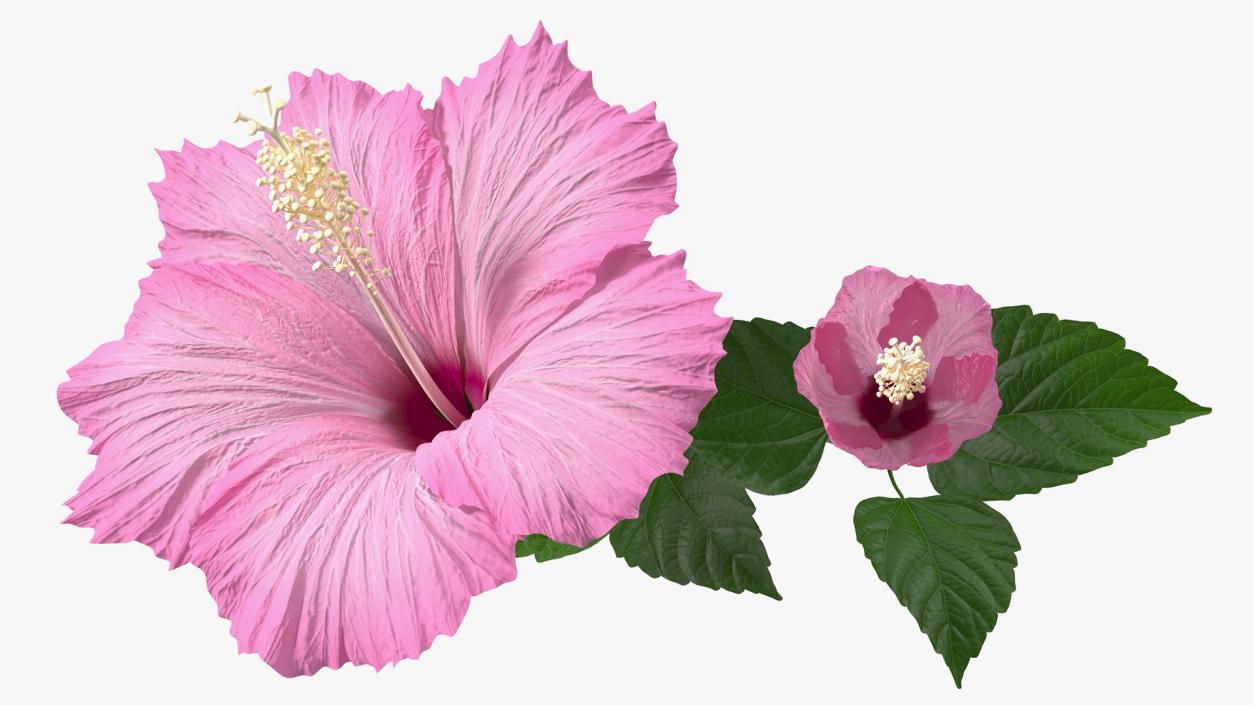 3D Flowering Hibiscus Stem Pink model