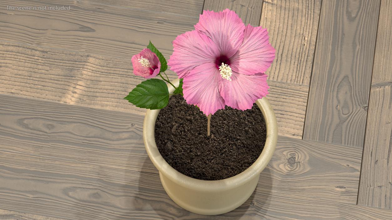 3D Flowering Hibiscus Stem Pink model