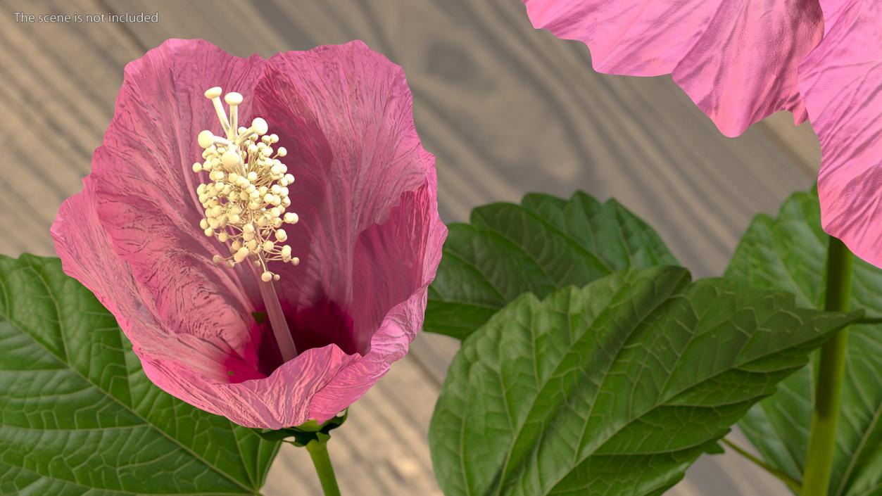 3D Flowering Hibiscus Stem Pink model