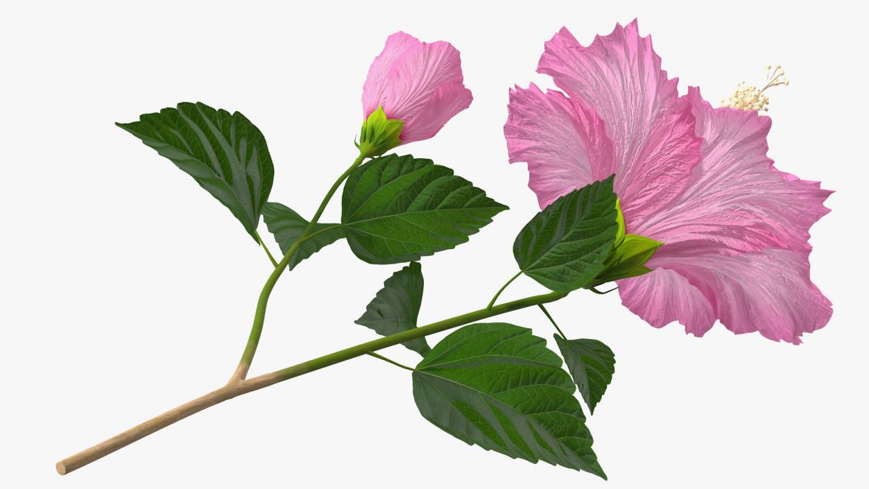 3D Flowering Hibiscus Stem Pink model