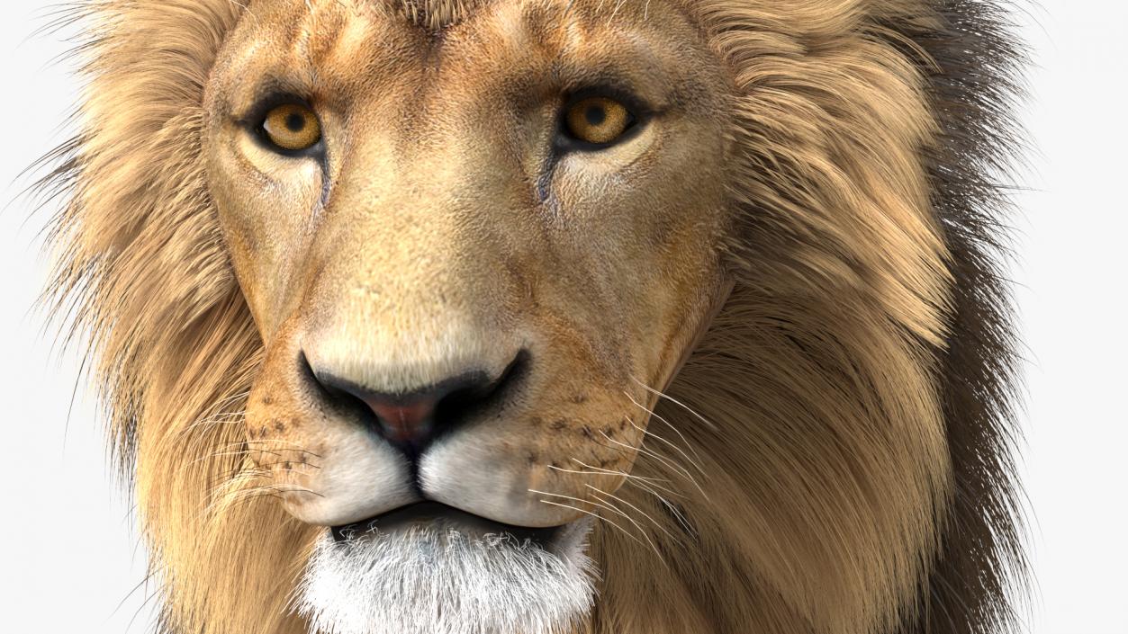 3D Male Lion Fur model