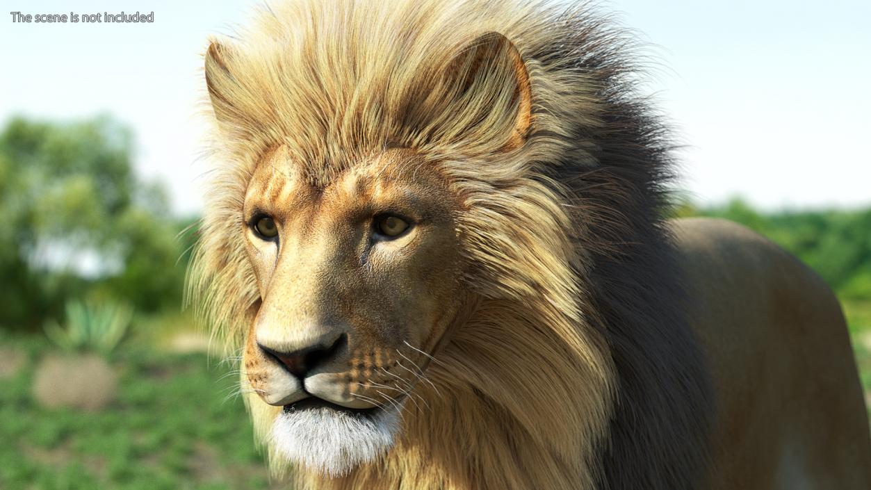 3D Male Lion Fur model