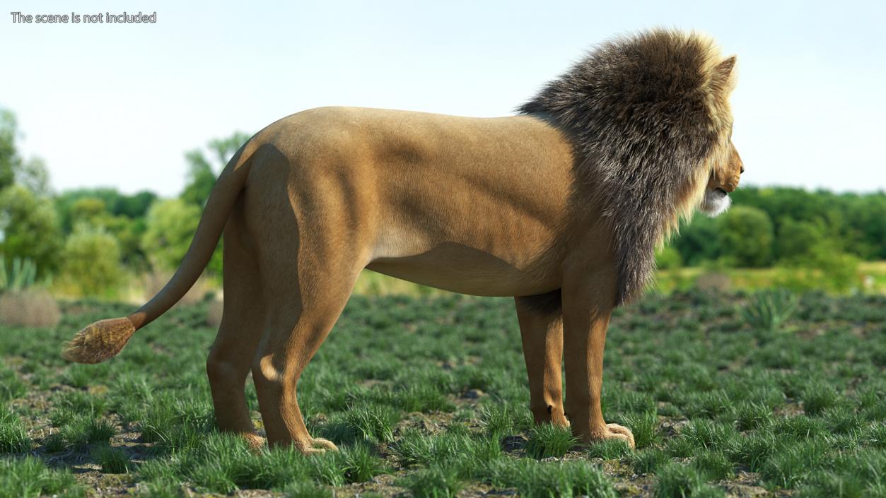 3D Male Lion Fur model