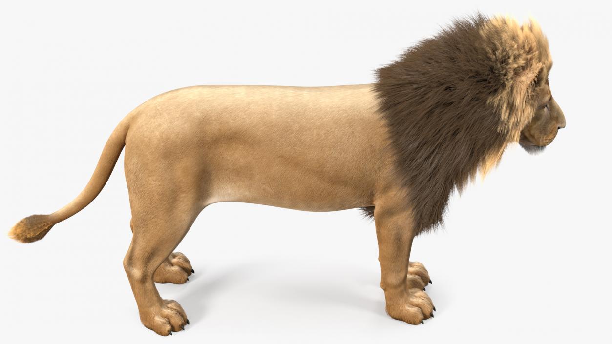 3D Male Lion Fur model