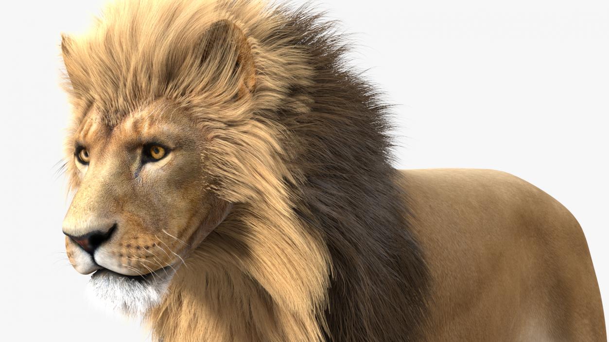 3D Male Lion Fur model