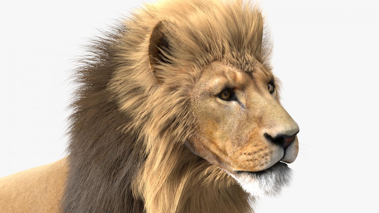 3D Male Lion Fur model