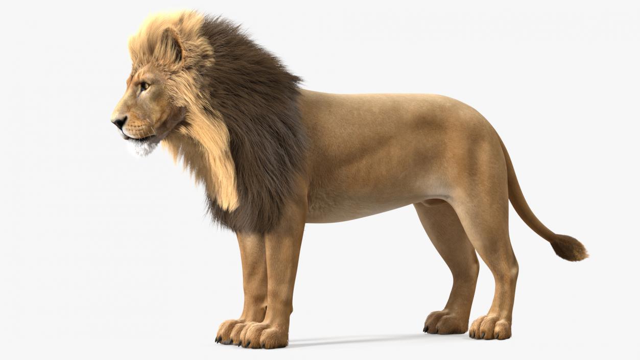 3D Male Lion Fur model