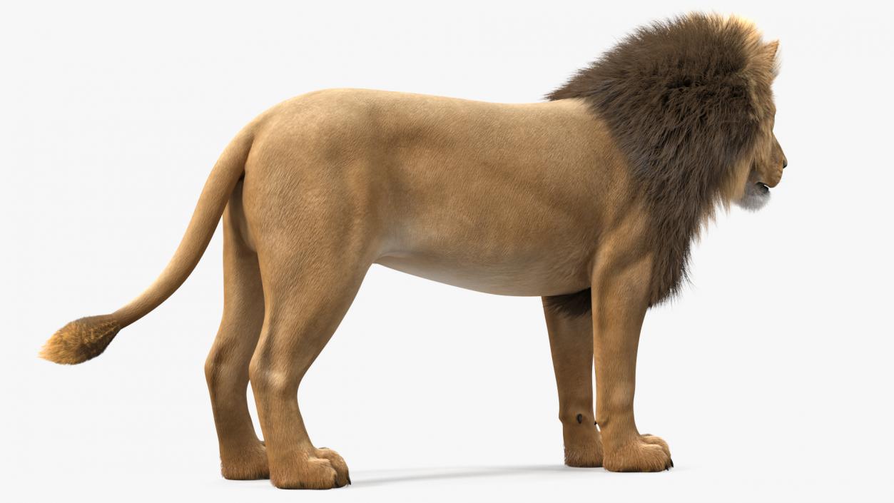 3D Male Lion Fur model