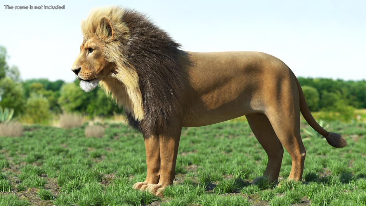 3D Male Lion Fur model