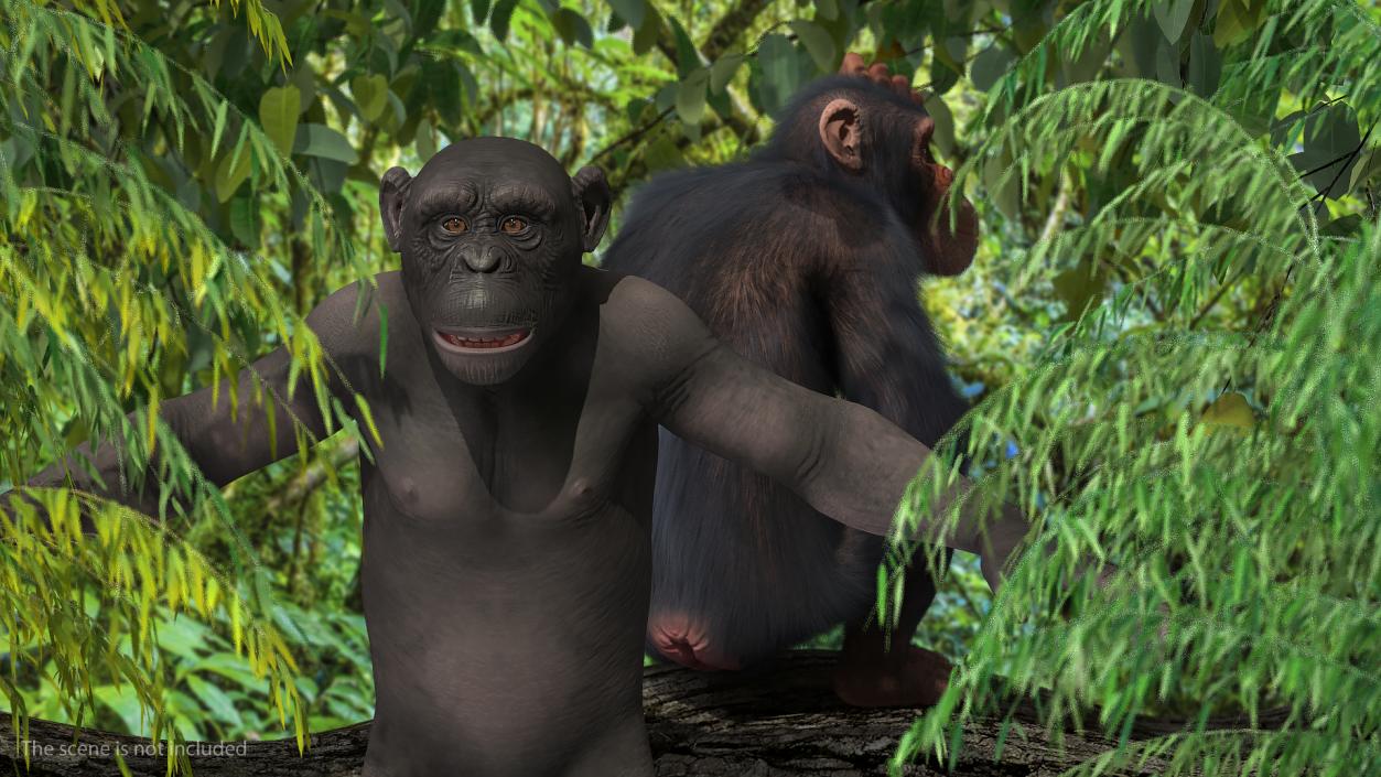 3D model Dark Chimpanzee