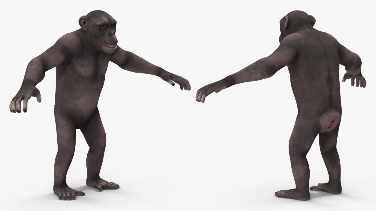 3D model Dark Chimpanzee