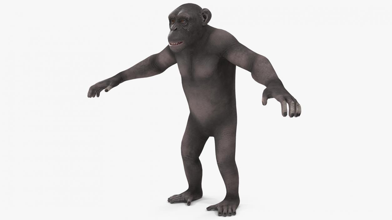 3D model Dark Chimpanzee