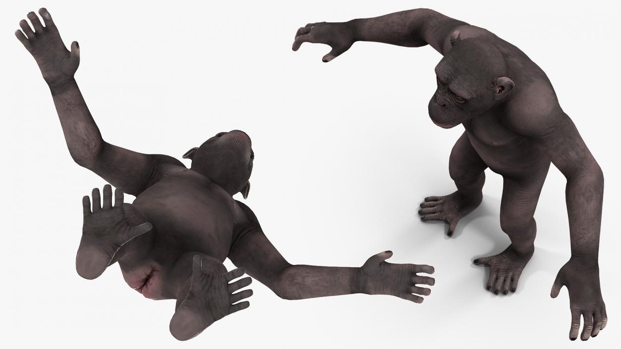 3D model Dark Chimpanzee