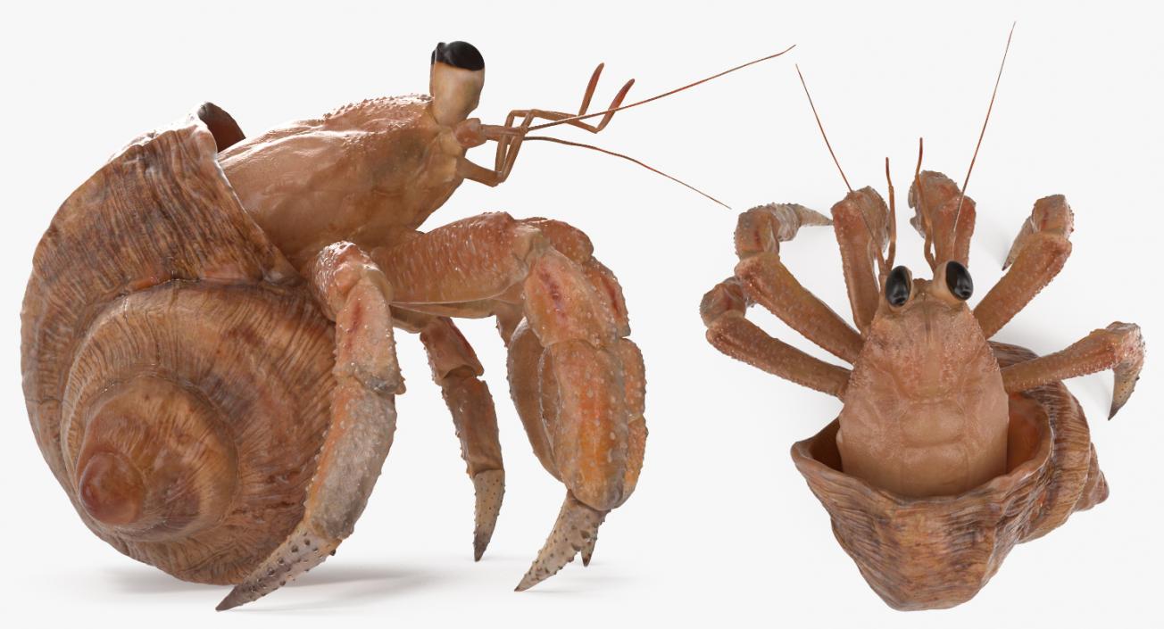 3D model Hermit Crab Standing Pose