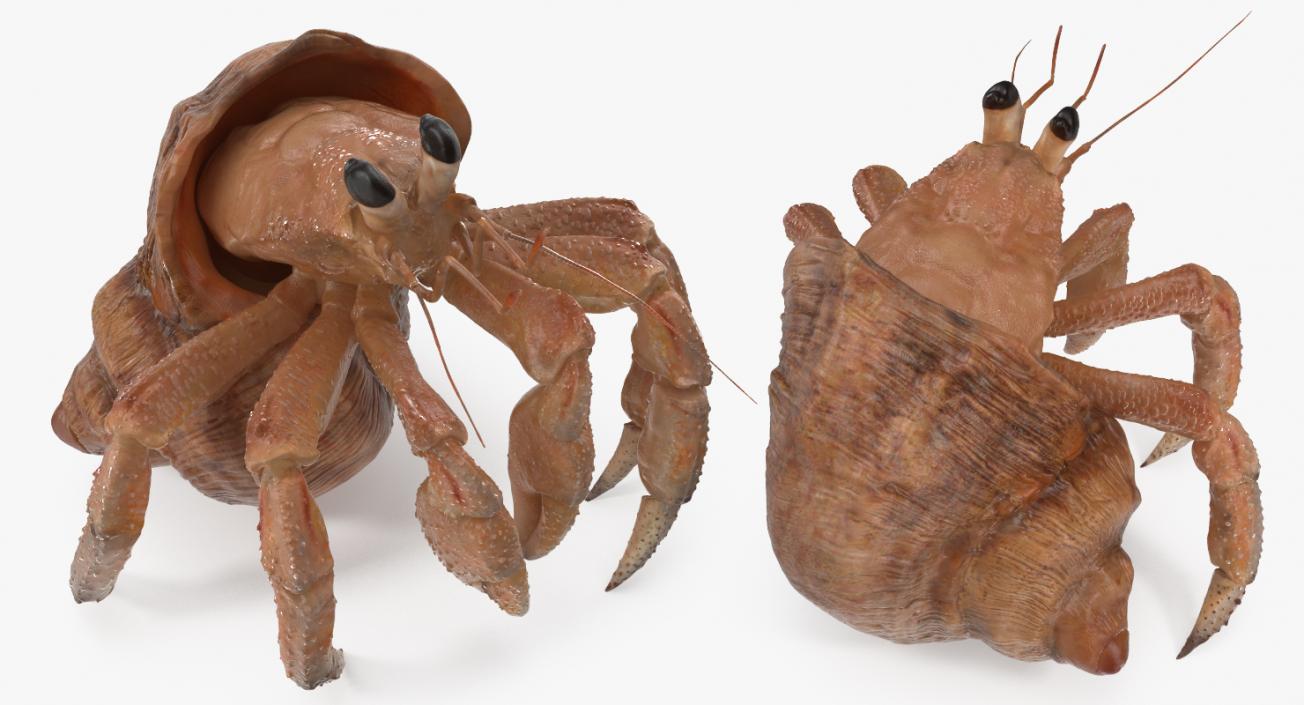 3D model Hermit Crab Standing Pose