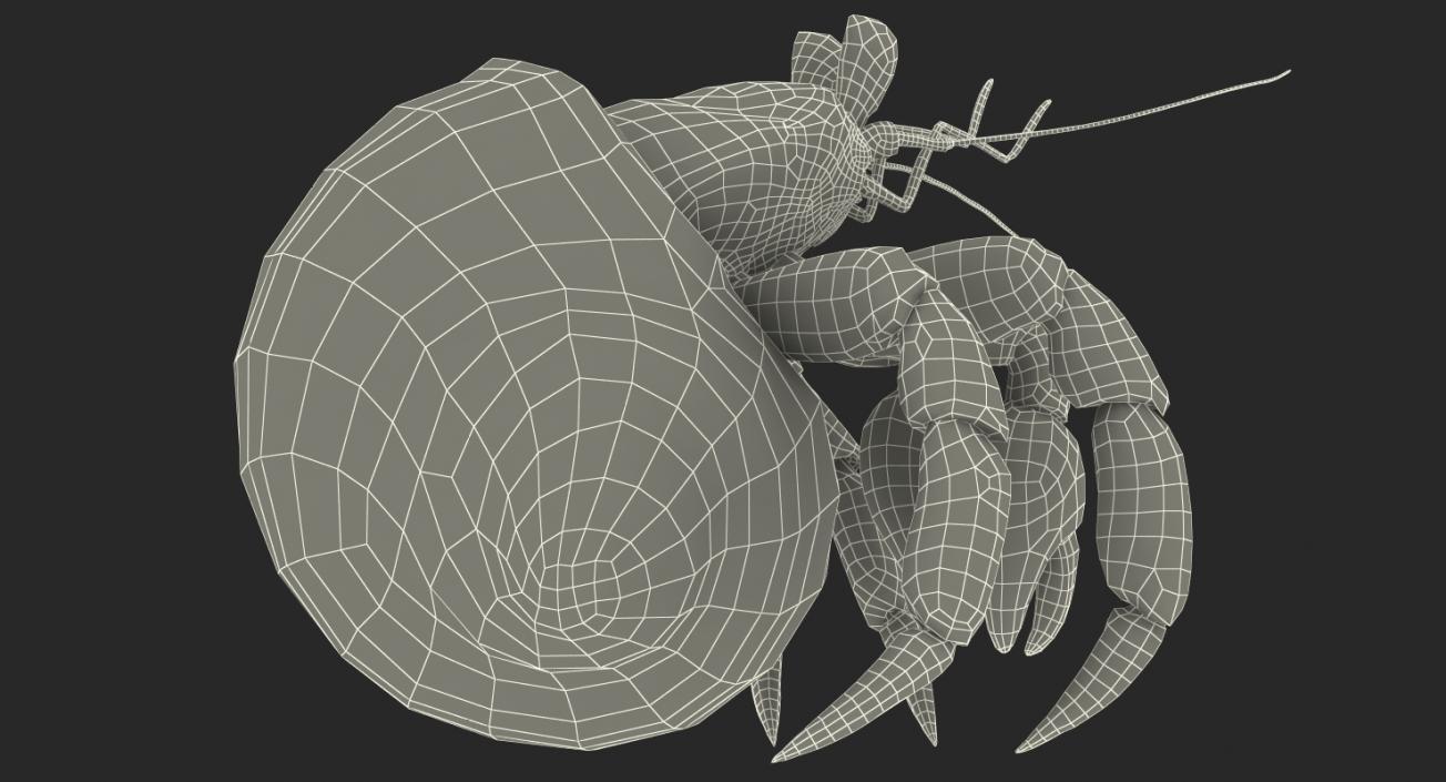 3D model Hermit Crab Standing Pose