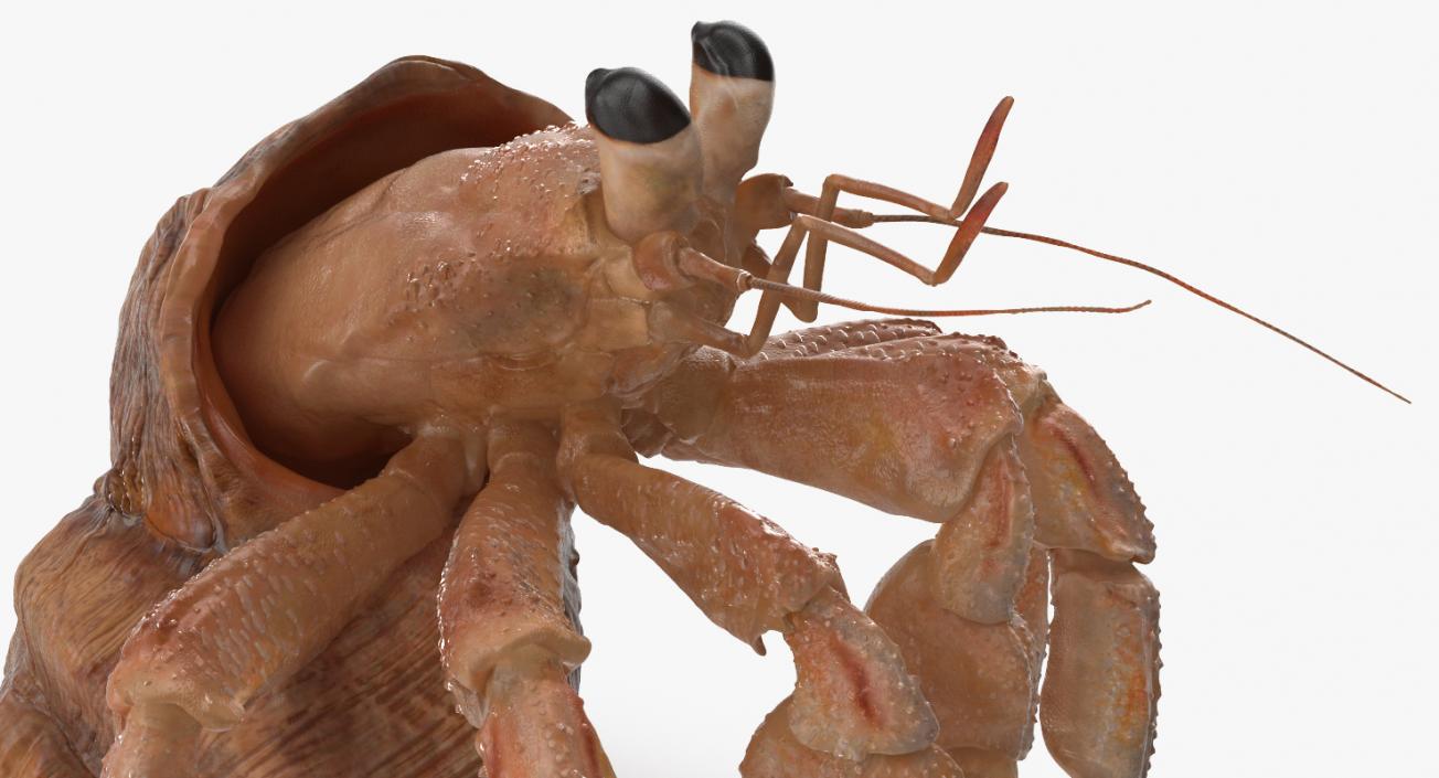 3D model Hermit Crab Standing Pose