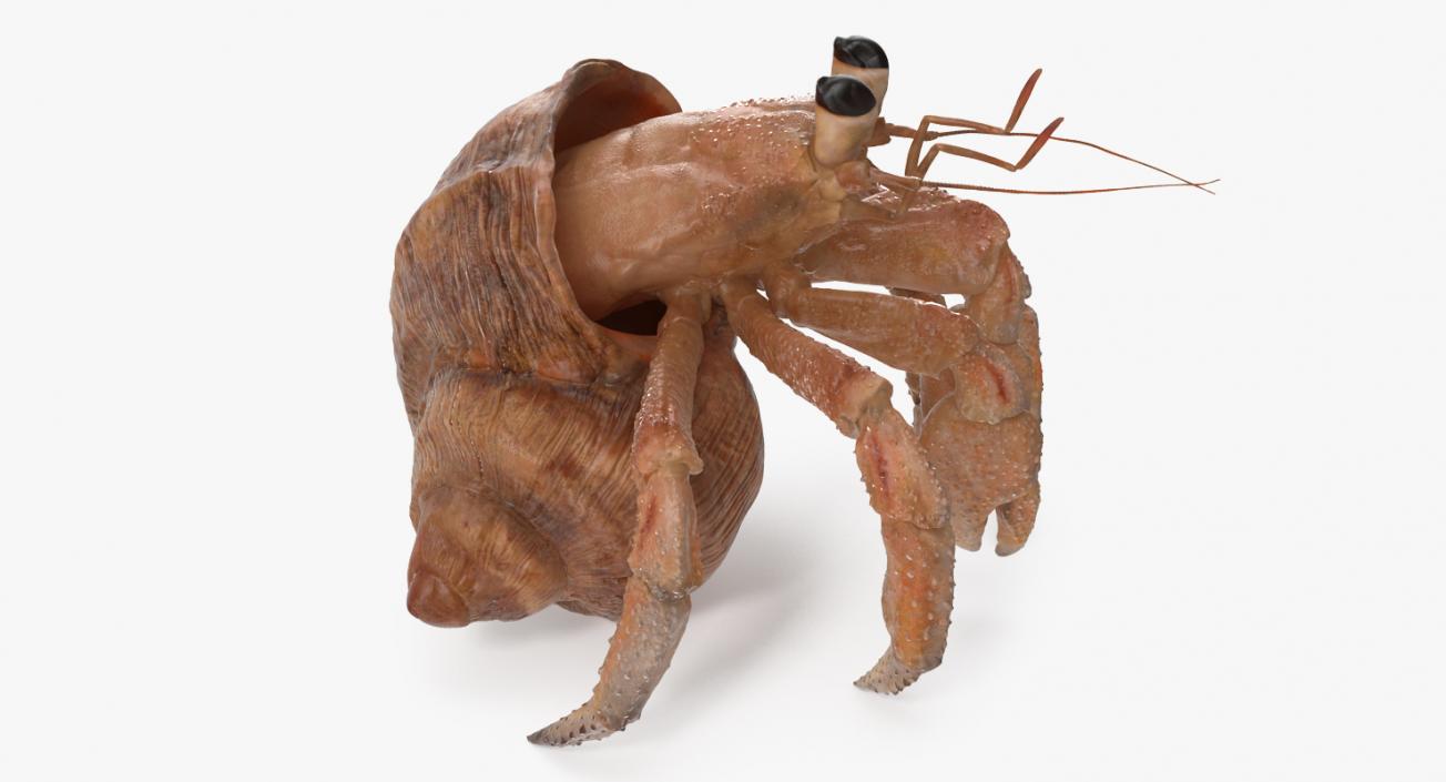 3D model Hermit Crab Standing Pose