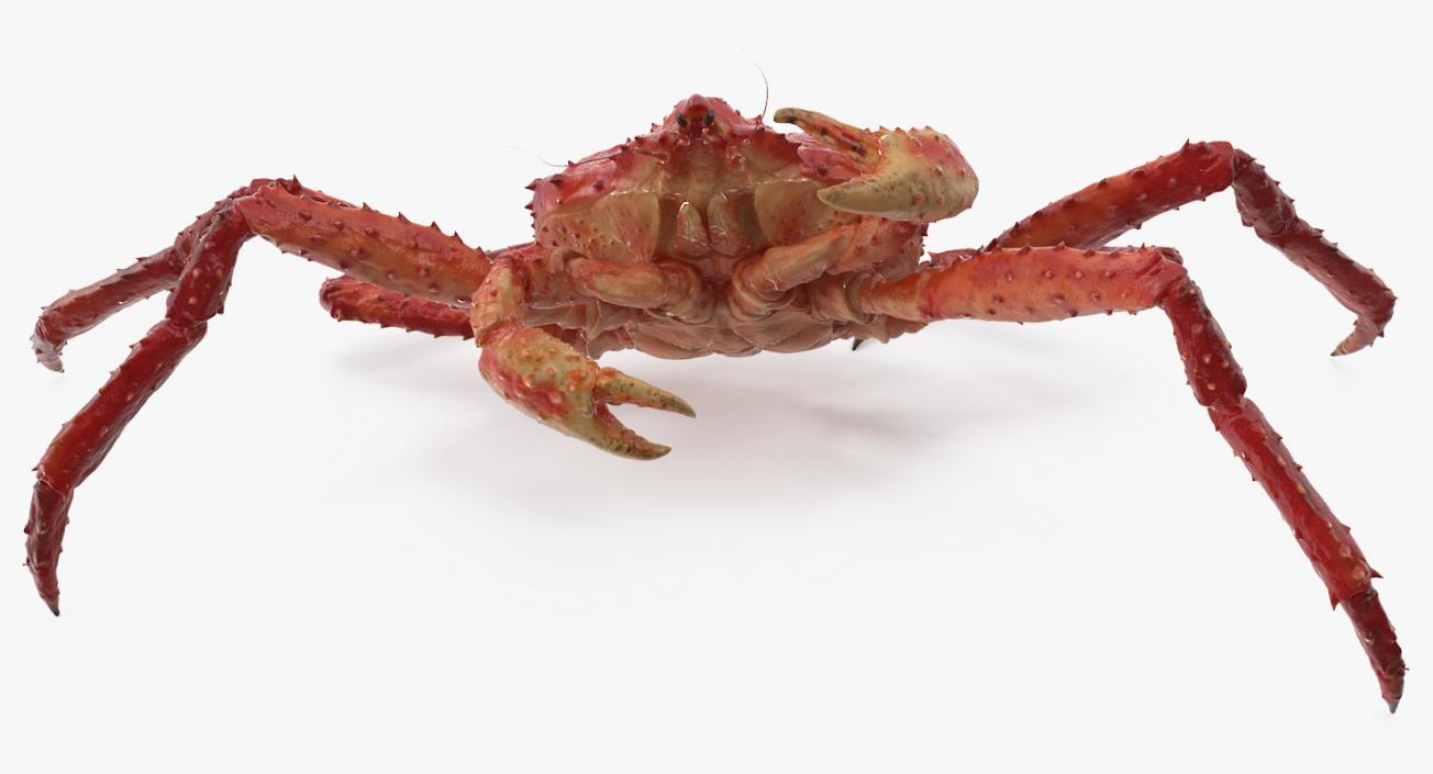 3D Kamchatka Crab Fighting Pose model