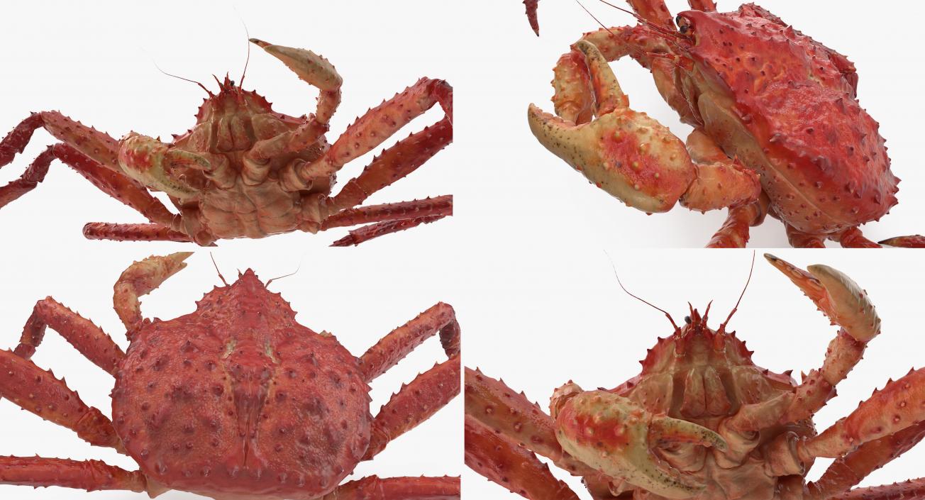 3D Kamchatka Crab Fighting Pose model