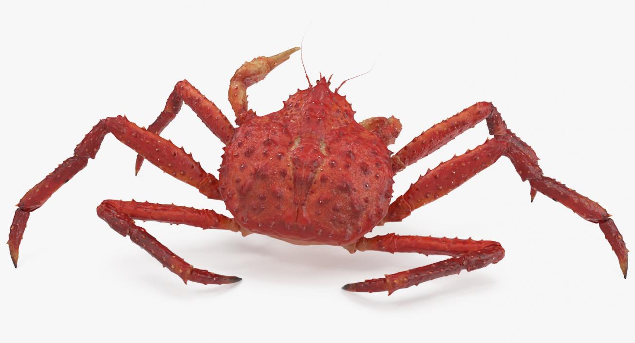 3D Kamchatka Crab Fighting Pose model