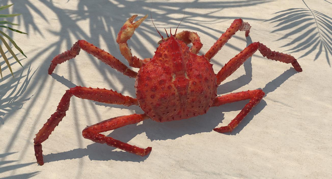 3D Kamchatka Crab Fighting Pose model