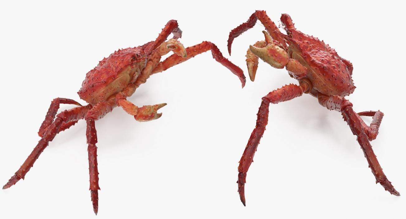 3D Kamchatka Crab Fighting Pose model