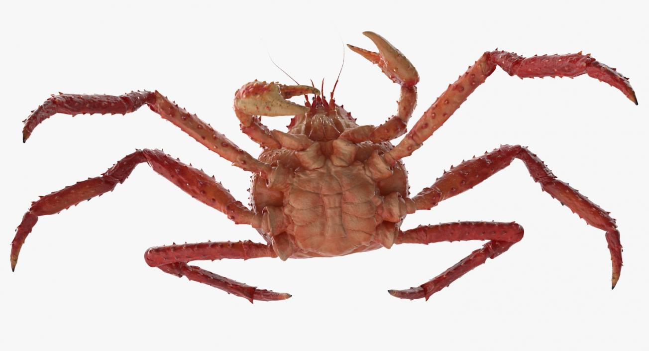 3D Kamchatka Crab Fighting Pose model