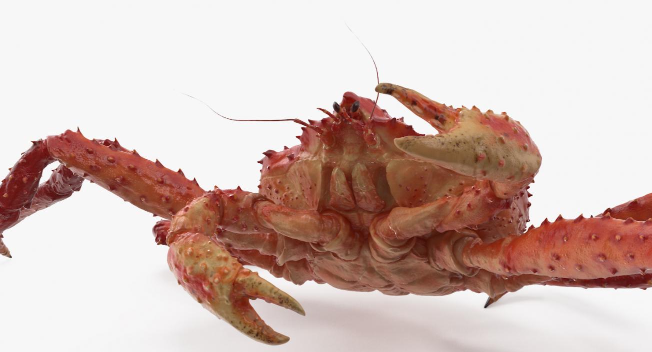 3D Kamchatka Crab Fighting Pose model