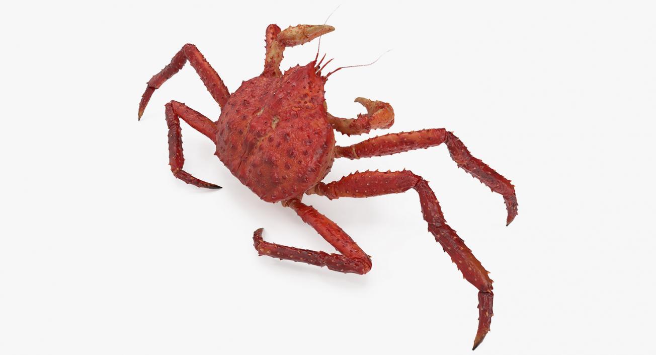 3D Kamchatka Crab Fighting Pose model