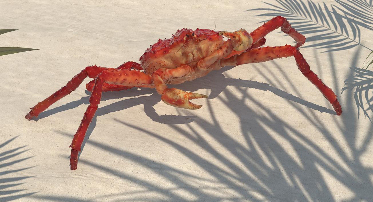 3D Kamchatka Crab Fighting Pose model