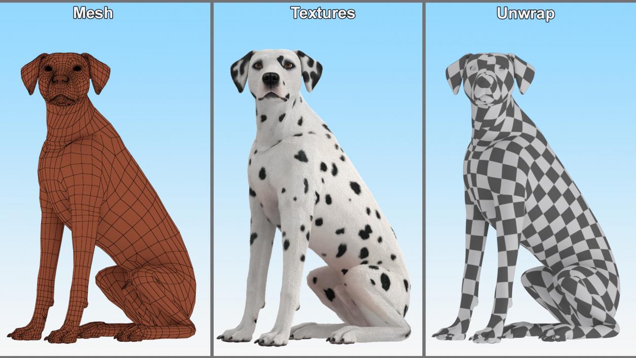 Dalmatian Dog Sitting Pose Fur 2 3D