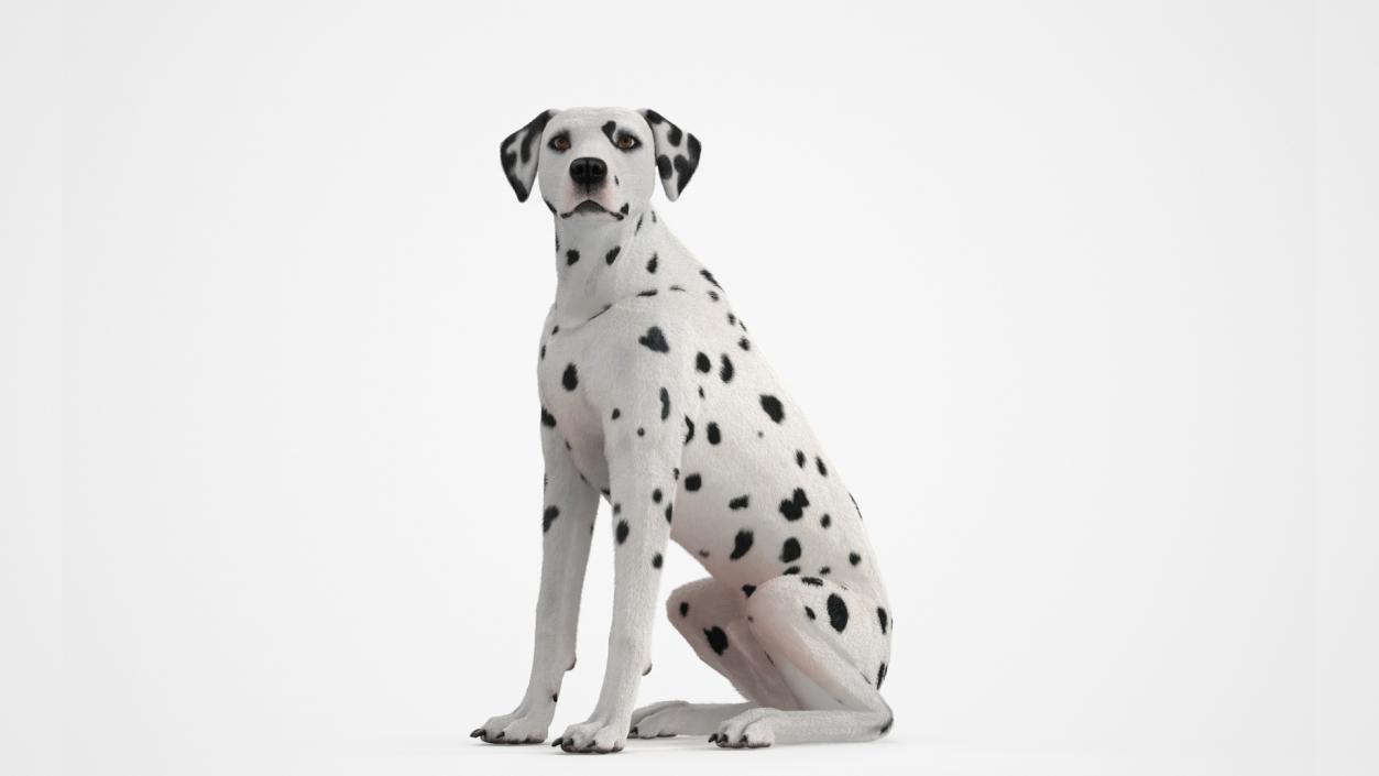 Dalmatian Dog Sitting Pose Fur 2 3D