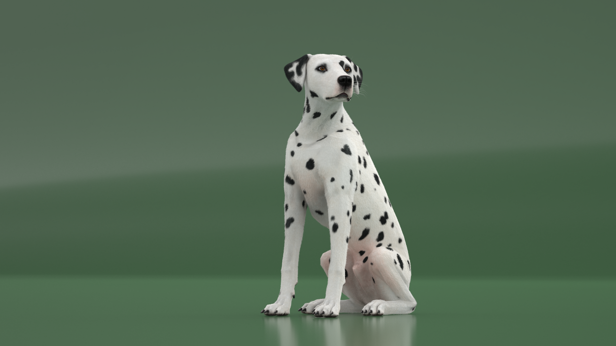 Dalmatian Dog Sitting Pose Fur 2 3D