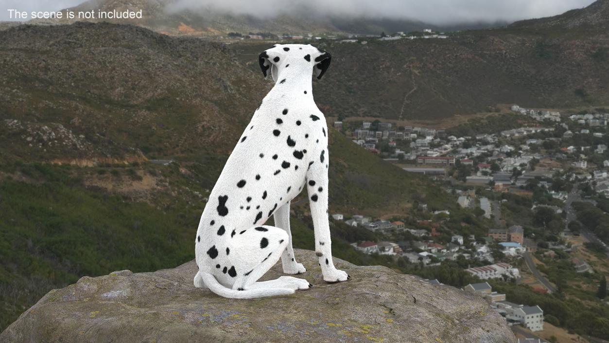 Dalmatian Dog Sitting Pose Fur 2 3D