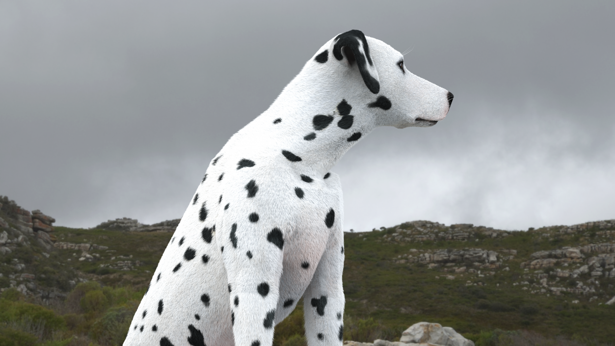 Dalmatian Dog Sitting Pose Fur 2 3D