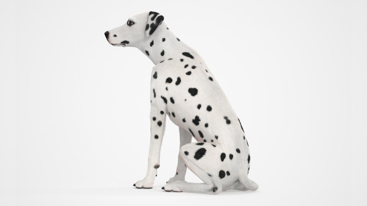 Dalmatian Dog Sitting Pose Fur 2 3D