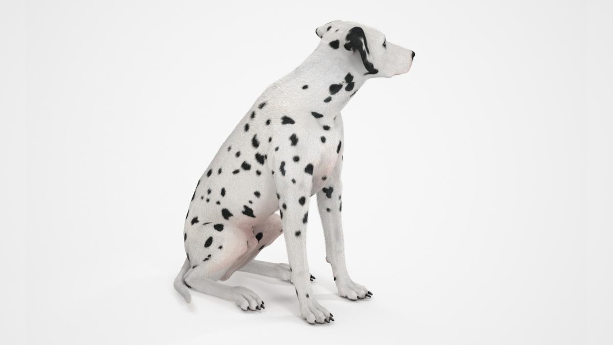 Dalmatian Dog Sitting Pose Fur 2 3D