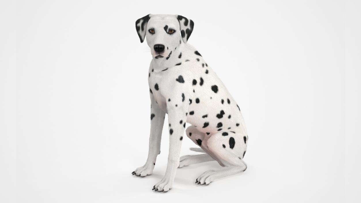 Dalmatian Dog Sitting Pose Fur 2 3D