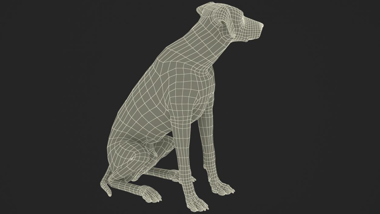 Dalmatian Dog Sitting Pose Fur 2 3D