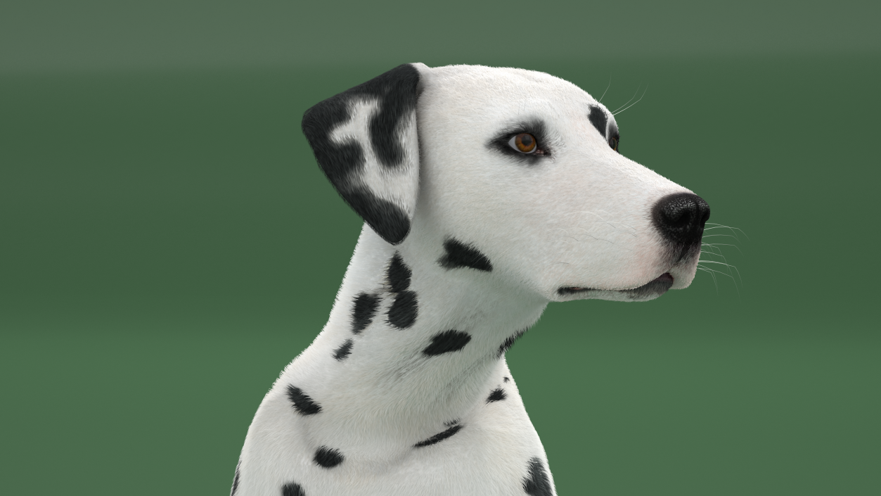 Dalmatian Dog Sitting Pose Fur 2 3D