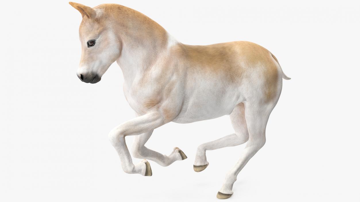 3D model Galloping Shetland Pony 2