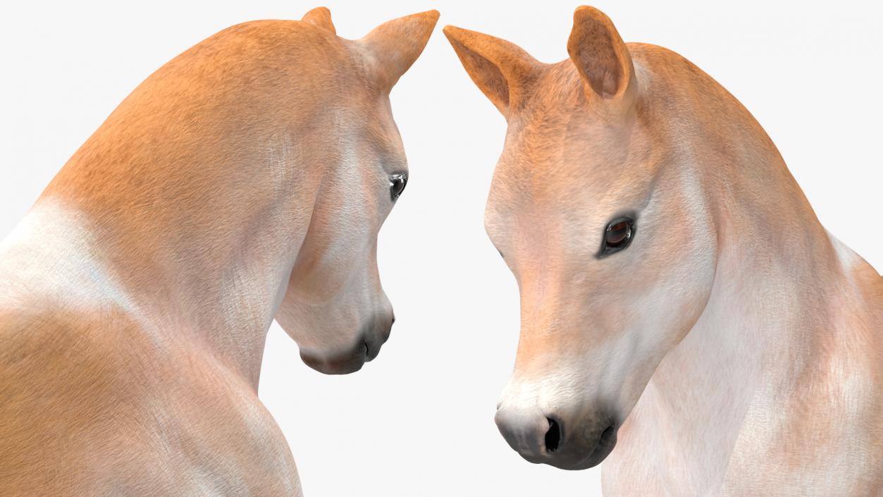 3D model Galloping Shetland Pony 2