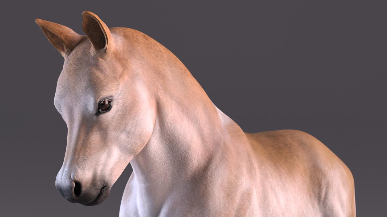 3D model Galloping Shetland Pony 2