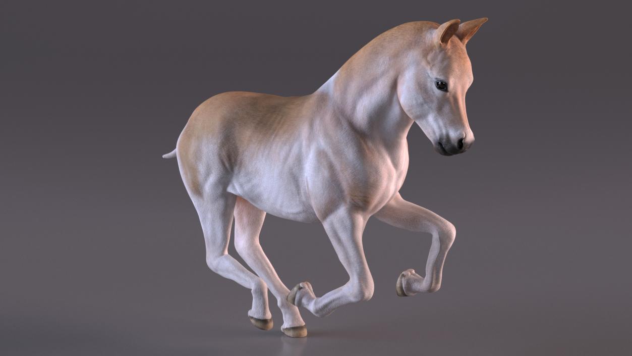 3D model Galloping Shetland Pony 2